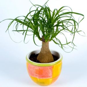 Beaucarnea Recurvata 40-50 cm en Pot Plante dint&eacute;rieur Vigoureuse pour la Maison ou le Bureau