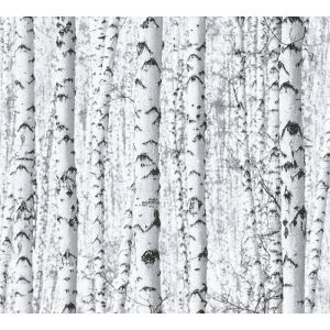 Papier peint for&ecirc;t noir blanc - for&ecirc;t de bouleaux gris naturel - 1005 x 053m - papier peint naturel arbres - papier peint