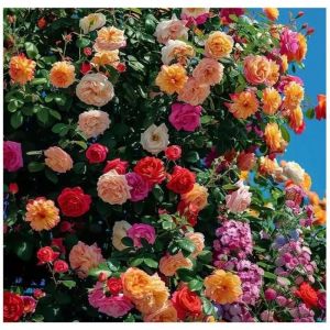 200 graines de rosier grimpant floraison toute lannée convient pour la décoration de jardin de balcon couleurs vives