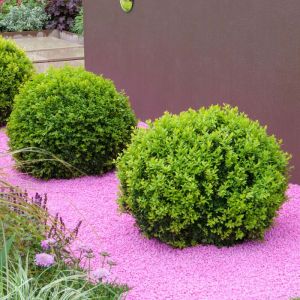 Buis en boule de 30cm de diamètre arbuste persistant en topiaire plante en pot pour lextérieur.