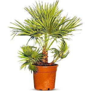 Palmier Européen en Éventail - Plant - Arbre à Feuillage Persistant - Palmier - 80 cm de Hauteur avec Pot - Arbre - Buisson