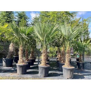 Sunny Tree - Palmier - Trachycarpus Fortunei - Palmier éventail chinois - palmier chanvre - Palm Arbre - 150 CM