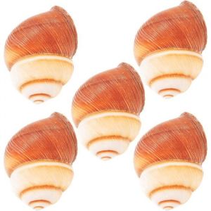 Coquilles Descargots Naturelles Coquilles Descargots 5 Pièces Assiette De Fruits De Mer Plateau