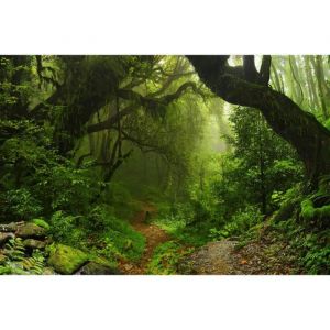 Papier Peint Photo INTISSÉ-(205248)-PROMENADE JUNGLE-300x223cm-6 lés-Mural Poster Géant XXL-Forêt-Nature-OCEAN-Paysage-Plage-Soleil