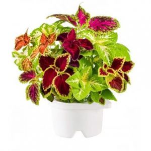 Recharge Plante - Click and Grow - Coleus - Plante - Click and Grow - Coleus