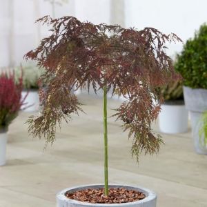 Arbre Acer Inaba Shidare  Superbe Érable japonais - Arbres en pot pour petits jardins