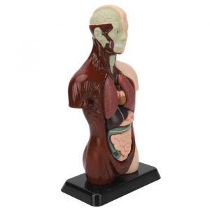 Mod&egrave;le de corps humain - OKUMGGYJ - Torse humain - D&eacute;tachable - Aide p&eacute;dagogique - Mixte