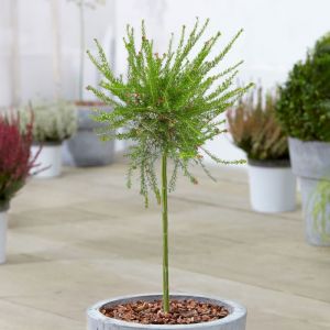 Arbre de Terrasse Grevillea juniperina 3L - Hauteur 60-90 cm