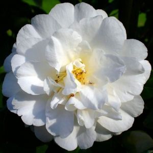 1 CAMÉLIA DU JAPON ONETIA HOLLAND ARBUSTE BUISSONNEUX PERSISTANT PLANTE ROBUSTE EN POT