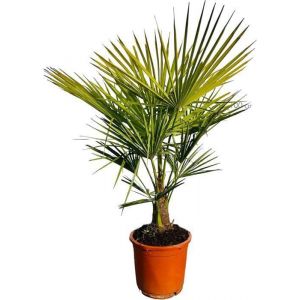 Sunny Tree - Arbre de Palmier - Trachycarpus Fortunei - Palmier Chinois - 120-140 cm - Palmier Chanvre - R&eacute;sistant jusqu&agrave; -18&deg;C