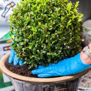 Boule de buis de 30cm de diamètre buis commun topiaire de jardin en buis véritable arbuste persistant.