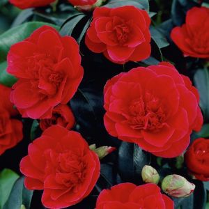 1 X CAMELIA DU JAPON LADY CAMPBELL ARBUSTE BUISSONNANT À FEUILLES PERSISTANTES PLANTE RUSTIQUE EN POT
