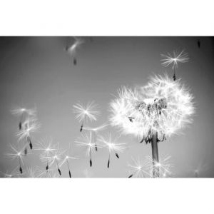 Papier Peint Photo INTISSÉ-(201520)-FLEURS-300x223 cm-6 lés-Mural Poster Géant XXL-Noir Blanc-DANDELION-Sun Ciel Nature Jungle