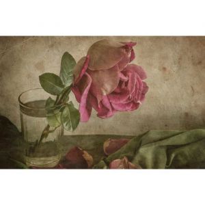 Papier Peint Photo INTISS&Eacute;-GENRE ROSE-(226980)-500x280cm-10-l&eacute;s-Mural Poster G&eacute;ant XXL-Screen-Fleur Floraison Plant Jardin D&eacute;co Pein