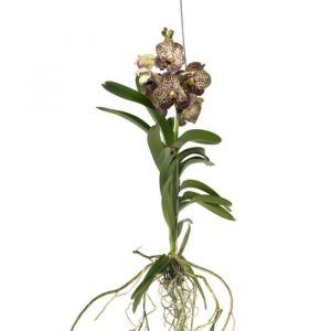 Orchidée - Vanda Ocelot Mocha - Hauteur 55-65cm