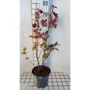 Lagerstroemia ind. Rhapsody In Pink - Lilas des indes 40- 50 cm en pot