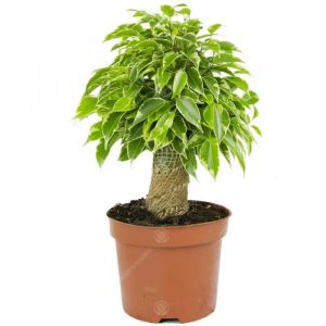 Ficus benjamina Panaché Kinky Figuier Pleureur Plante de Maison dintérieur en Pot 14 cm