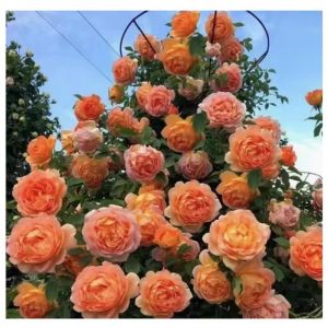300 graines de rosier grimpant rosiers à planter extérieur graine de fleurs à semer graine de rose croissance rapide (Orange)
