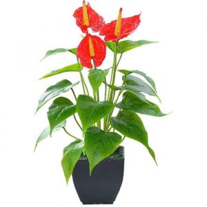 Fleurs artificielles de lys calla en pot rouge