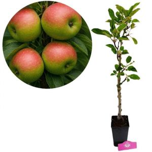 Arbre fruitier - SCHRAMAS - Emerald Flame - Colonnaire - Pot 15 L - Rustique