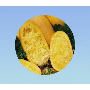 100 graines de courgette spaghetti jaune - facile a cultiver - curcubita pepo