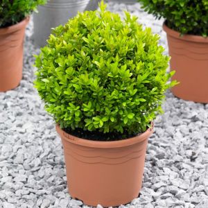 Boule de buis de 20cm de diamètre buis commun topiaire de jardin en buis véritable arbuste persistant.
