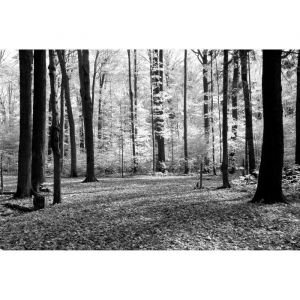Papier Peint Photo INTISS&Eacute;-(201477)-FOR&Ecirc;T-300x223 cm-6 l&eacute;s-Mural Poster G&eacute;ant XXL-Noir Blanc-Beach Mer Oc&eacute;an Nature Jungle Arbres