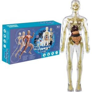 Toys Interactive Human Corps Mod&egrave;le du corps humain pour les enfants Mode anatomie humaine semi-anti-peu transparente