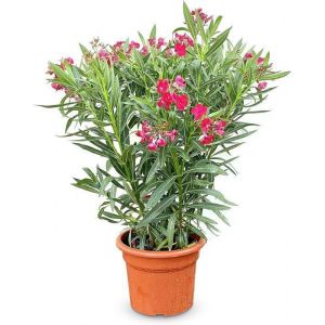 Sunny Tree Arbre &agrave; Laurier-Rose Rouge - Nerium Oleander 80-100 cm - Arbre Persistant