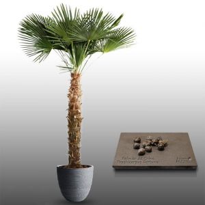10 graines à semer - Le Grenier d&#039 Abondance - PALMIER DE CHINE - Trachycarpus Fortunei