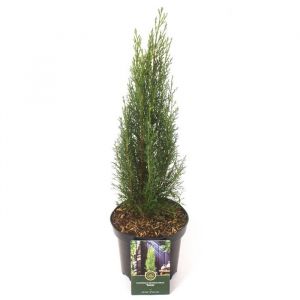Cypr&egrave;s de Provence Totem - Cupressus sempervirens Totem 30/40cm Pot 25L