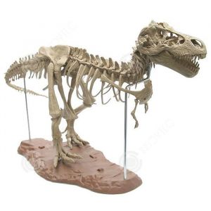 Modèle de squelette de dinosaure - INN® - T-Rex - 70x12x22cm - Jouet éducatif - PVC incassable