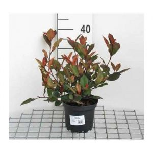 Photinia fras. Little Red Robin - Photinia De Fraser Little Red Robin 25- 30 cm en pot
