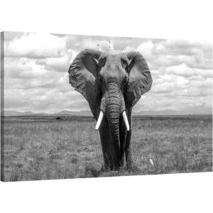 Tableau Mural Elephant Noir et Blanc Décoration Murale Toile Animal 120x60cm Impression sur Toile - Toile Cadre en Bois DIY Cadre
