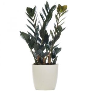 Zamioculcas Raven Plante ZZ Noir pour la Maison ou le Bureau (de 30 &agrave; 40 cm avec pot)