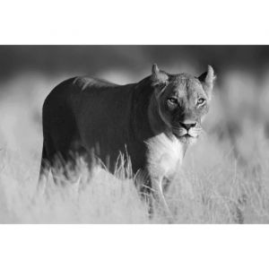 Papier Peint Photo INTISSÉ-(201473)-LIONNE-300x223 cm-6 lés-Mural Poster Géant XXL-Noir Blanc-Beach Mer Océan Nature Animaux Forêt