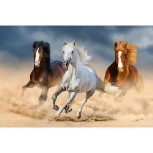 Papier Peint Photo INTISS&Eacute;-(184262)-CHEVAL CAVALIER-350x260cm-7 l&eacute;s-Mural Poster G&eacute;ant XXL-Beach Mer Oc&eacute;an Nature Dune Paysage