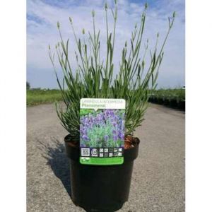 Lavandula int. Phenomenal® (niko) - Lavande Phenomenal® En pot 3 litre