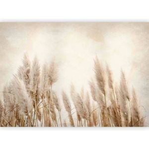 Papier peint intissé Herbe de la pampa 350x256 cm Décoration Murale XXL Poster Tableaux Tapisserie Trompe loeil Natur Prairie
