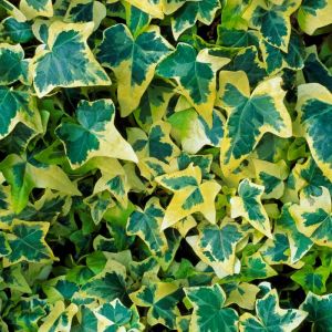 Lierre Hedera Goldchild Arbuste à feuilles persistantes grimpant Jardin dété  15-30 cm (pot inclus)