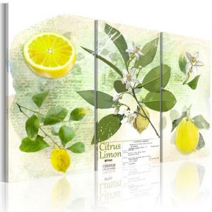 Tableau Nature morte Fruit: lemon 90x60 cm - Tableau deco