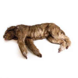 Chien "Rocky" - Mannequin de positionnement