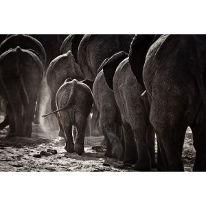 Tableau animaux cap Afrique toile imprim&eacute;e 120x80 cm