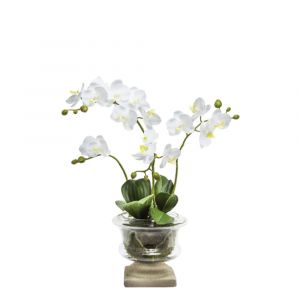 Orchidée en coupe artificielle blanche H106