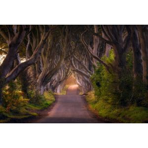 Tableau nature arbres enchanteurs toile imprim&eacute;e 120x80 cm