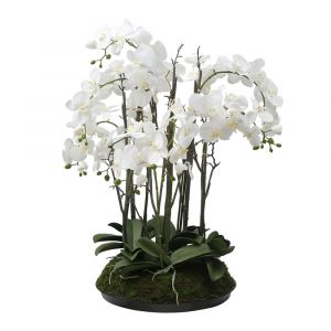 Composition d'orchidée artificielle avec mousse blanche et verte H90