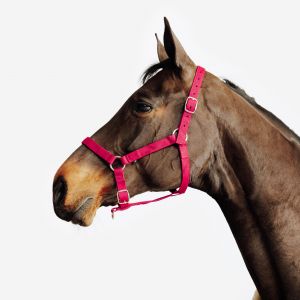 Licol équitation cheval et poney SCHOOLING - rouge cerise - FOUGANZA