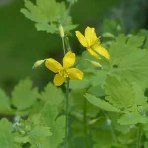 Grande Ch&eacute;lidoine