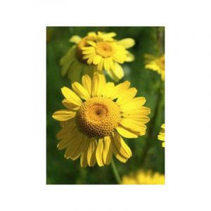 &OElig;il de B&oelig;uf, Camomille des teinturiers 'Kelwayi' Godet de 8/9 cm