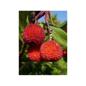 Arbousier, Arbre à fraises Pot de 2L/3L